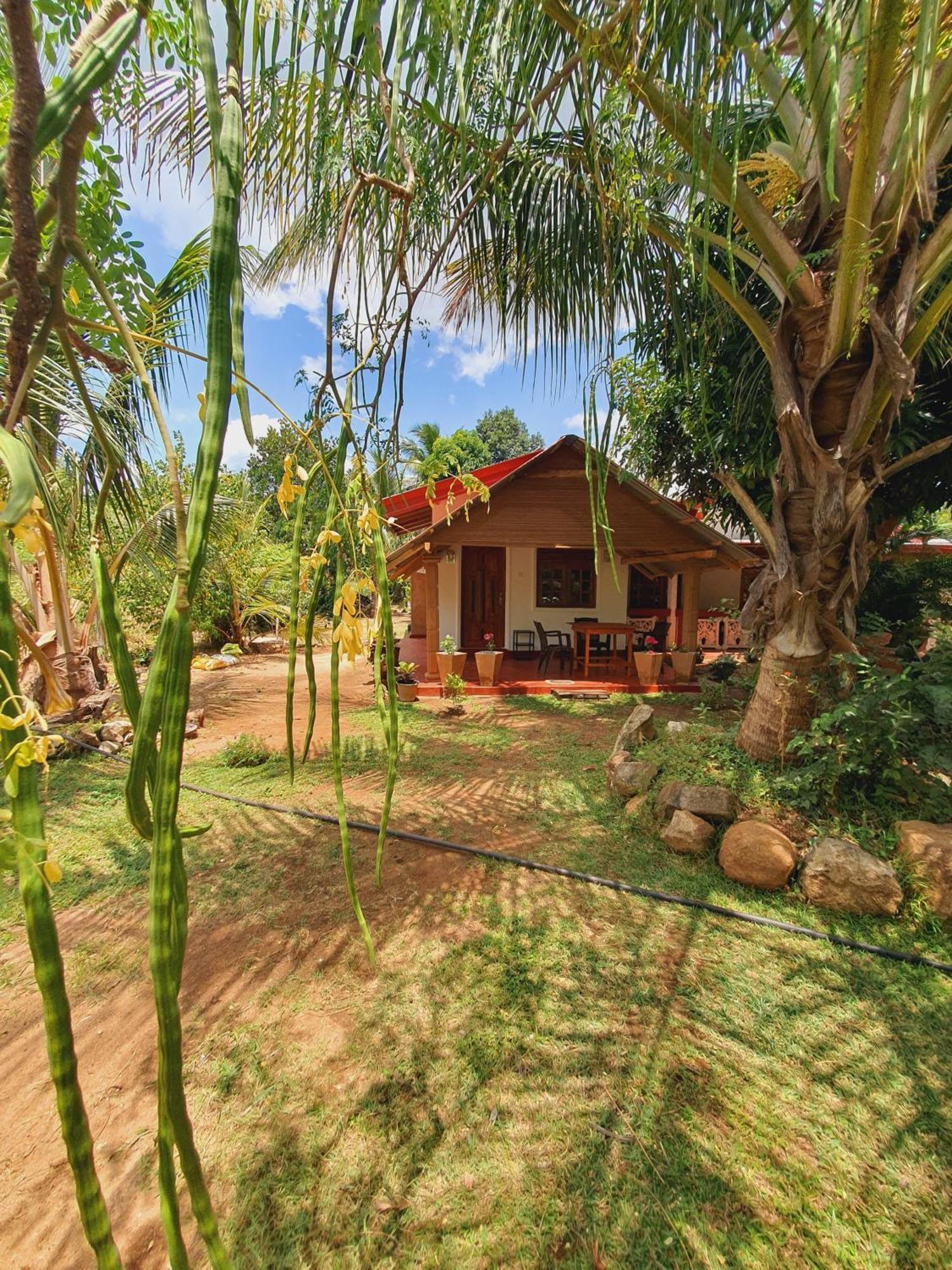 Jungle Eco Lodge & Safari 시기리야 외부 사진