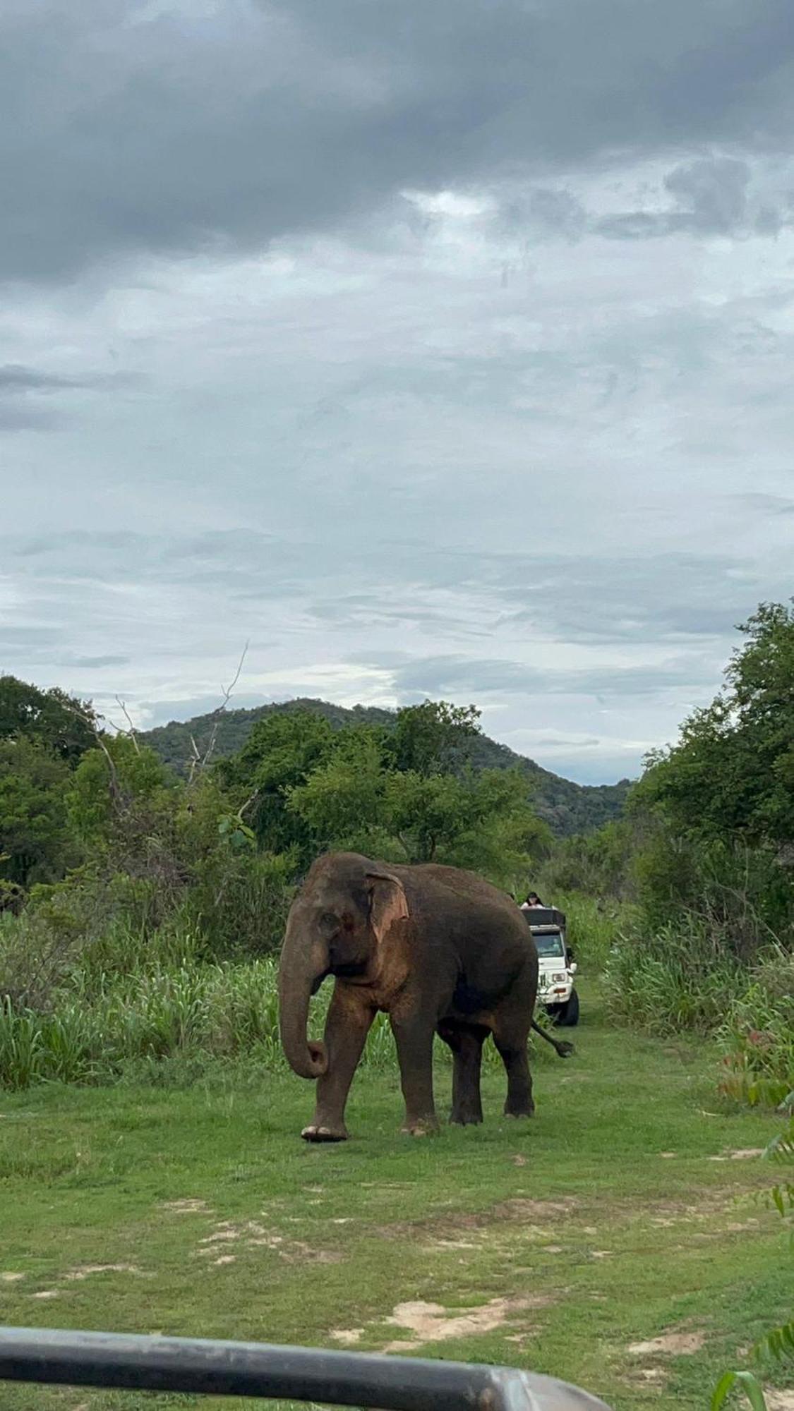 Jungle Eco Lodge & Safari 시기리야 외부 사진
