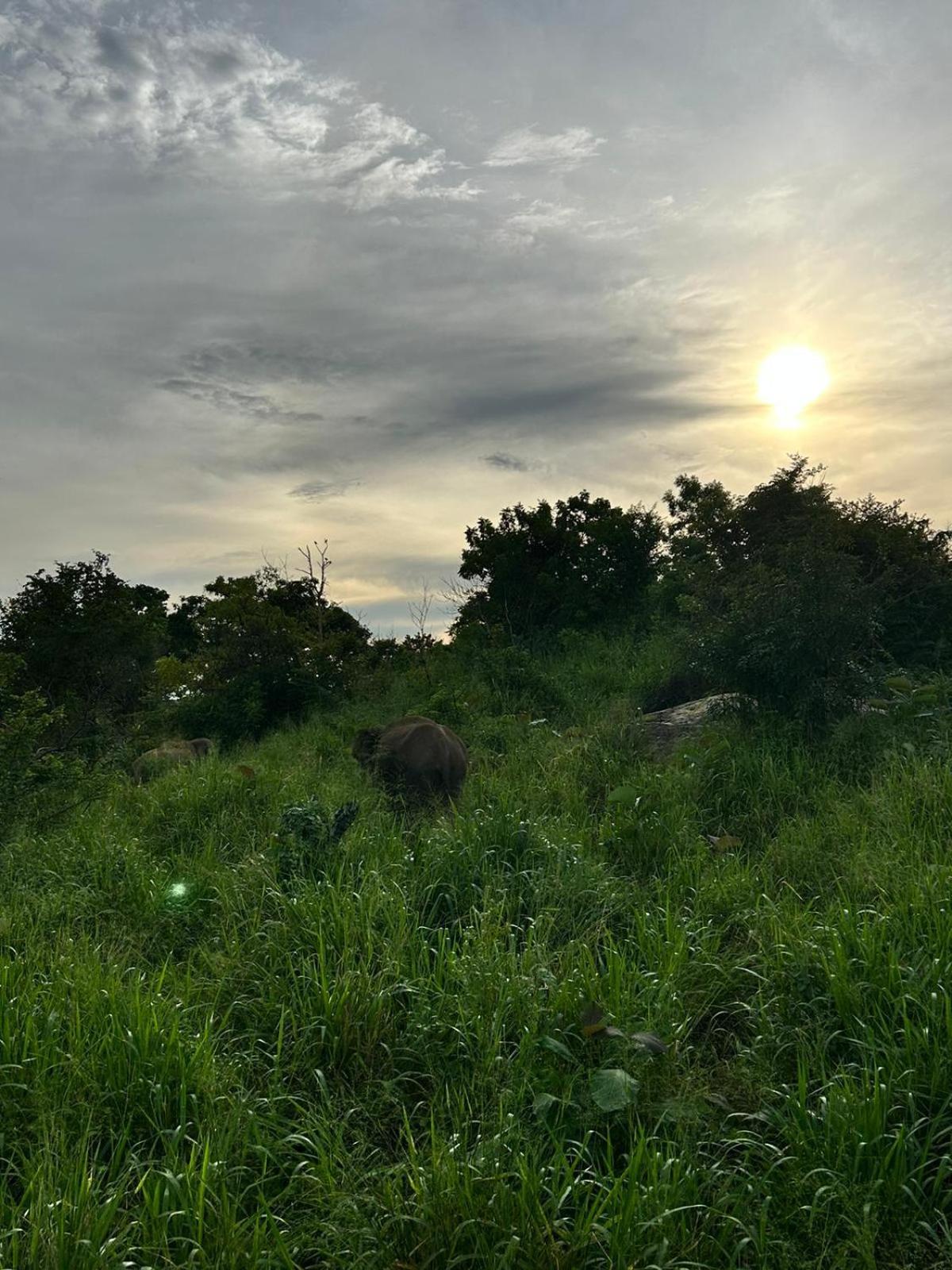 Jungle Eco Lodge & Safari 시기리야 외부 사진