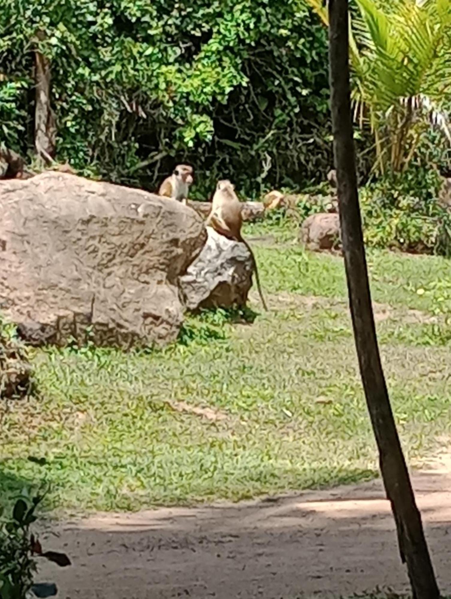 Jungle Eco Lodge & Safari 시기리야 외부 사진